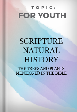 For Youth Scripture Natural History the Trees and Plants in the Bible